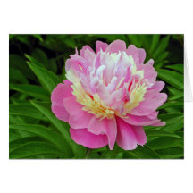 Flor del Peony Felicitación