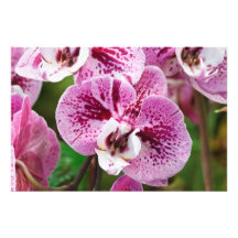 Flor del Phalaenopsis Arte Con Fotos