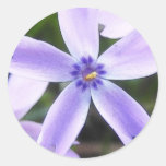 Flor del Phlox del arrastramiento del primer Pegatinas Redondas