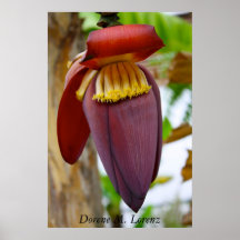 flor del plátano poster