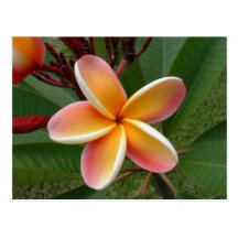 Flor del Plumeria - Oahu, Hawaii Tarjeta Postal