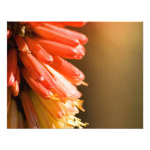 Flor del póker candente arte fotografico