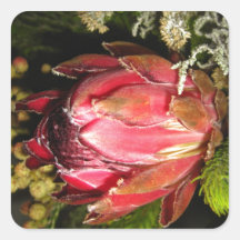 Flor del Protea Calcomania Cuadrada Personalizada