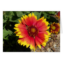 Flor del resplandor solar tarjetas