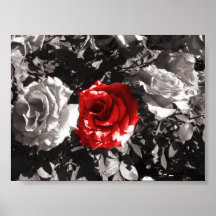 Flor del rojo del fuego poster