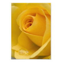 Flor del rosa amarillo fotografias