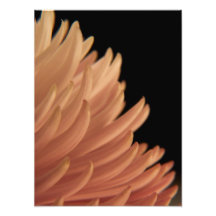 Flor del rosa del crisantemo de la momia impresiones fotograficas