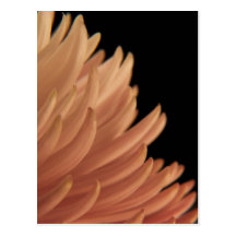 Flor del rosa del crisantemo de la momia postales