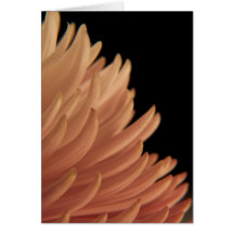 Flor del rosa del crisantemo de la momia tarjetas