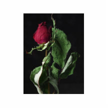 Flor del rosa rojo escultura fotografica