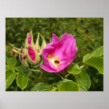 Flor del spinosissima de Rosa Poster
