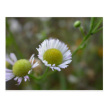 flor del verano - aster cubierto de rocio postales