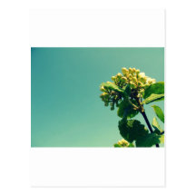 Flor del verano postales