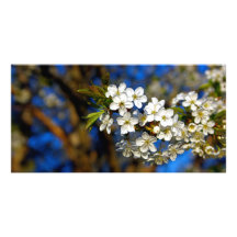 Flor del verano tarjetas fotograficas 