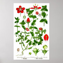 Flor delicada hermosa de la primavera roja posters