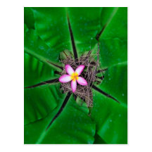 Flor dentro postal