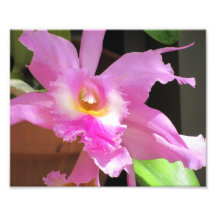Flor, desconocido 1 - impresión de la foto