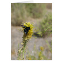 Flor e insecto desconocidos, Death Valley Tarjetón