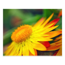 Flor en la puesta del sol fotografias
