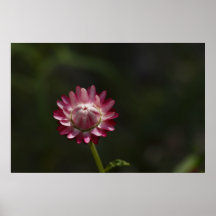 Flor eterna en poster del brote