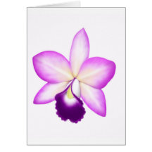 Flor exótica de la orquídea de Cattleya Tarjeton