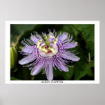 Flor extranjera impresiones