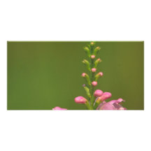 Flor falsa rosada de Dragonhead Tarjeta Fotográfica