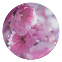 Flor floreciente del árbol de ciruelo plato
