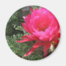 Flor floreciente del cactus de las rosas fuertes iman de nevera