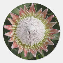 Flor gigante del Protea Etiqueta