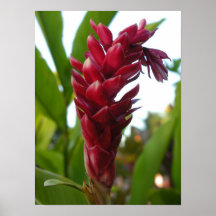 Flor hawaiana poster