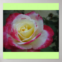 Flor hermosa posters