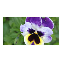 flor imponente del pensamiento tarjetas fotograficas 