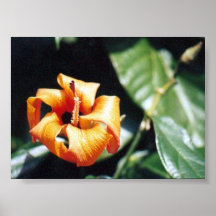 Flor Impresiones