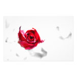 flor inmóvil papeleria