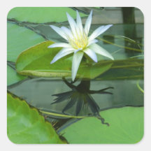 Flor Lotus del lirio en la floración Pegatinas Cuadradases
