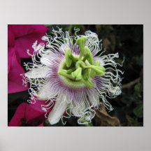 Flor macra de la pasión de KENIA Impresiones