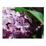 flor minúsculo de la lila tarjetas postales