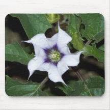 Flor Mousepad de Tatula de las variedades del stra