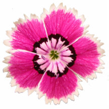 flor No-lilting de la solapa Escultura Fotográfica