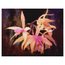 Flor - orquídea - Laelia - pasión de medianoche folletos