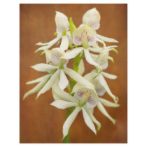 Flor - orquídea - un regalo para usted folletos