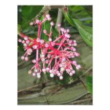 flor fotografías  