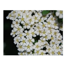 flor postal