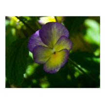 Flor Postal