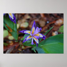 Flor Poster