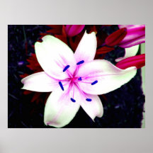 flor poster