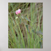 flor posters