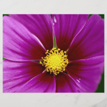 Flor, primer tarjetas informativas