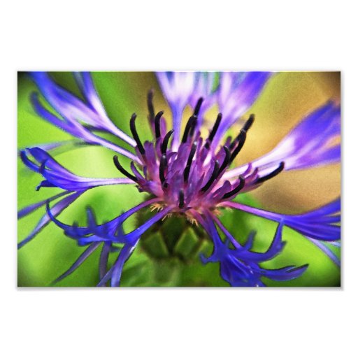 Flor púrpura azul fotografias